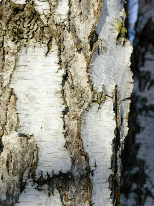 Wierzba produkt strona iossi  (900 x 1200 px) 3.jpg