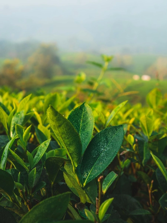 Zielona Herbata   (900 x 1200 px) 1.jpg