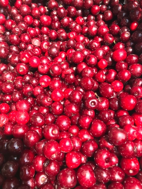 Acerola   (900 x 1200 px) 1.jpg