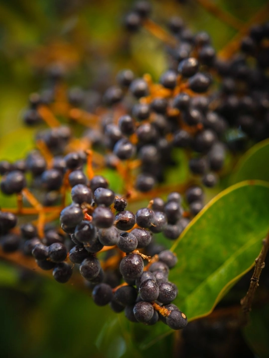 Krem Czarny Bez 2 (900 x 1200 px).jpg