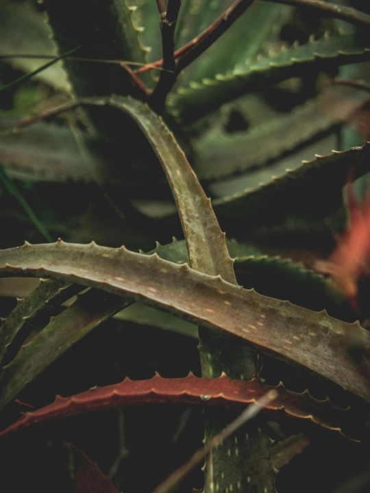 Aloes.jpg
