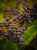 Krem Czarny Bez 2 (900 x 1200 px).jpg