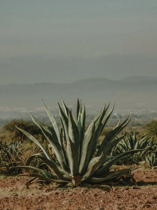 Aloes (2).jpg