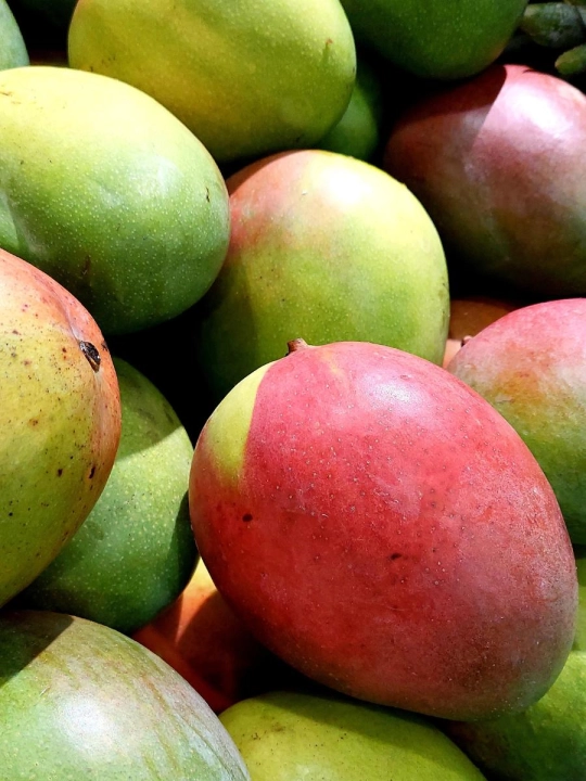 Mango.jpg